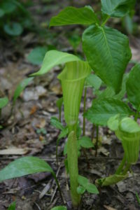 Jack-in-the-Pulpit 2