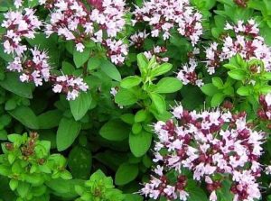 Oregano-wild marjoram leaves and flowers