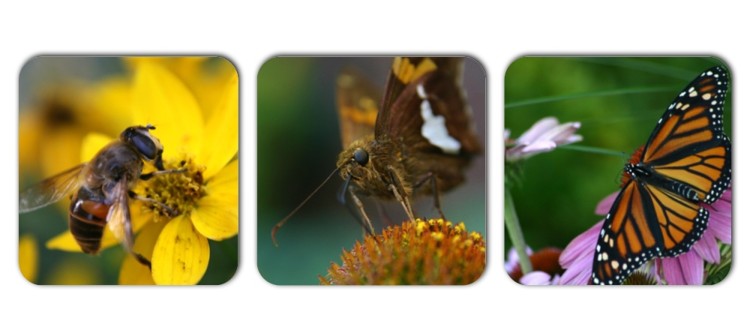 Pollinator Collage-large