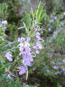 Rosmarinus_officinalis_re