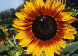 Sunflower-With-Bee