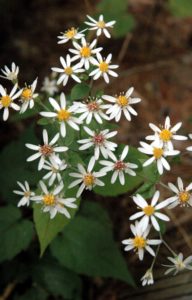 White_wood_aster_1