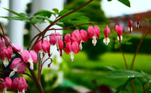 bleeding-heart-plant01