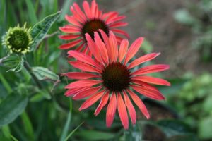 echinacea hot summer