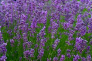 english-lavender