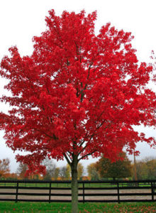 red_maple_fall-RESIZED