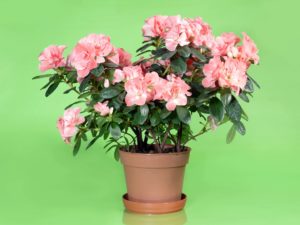 Potted Pink Azalea