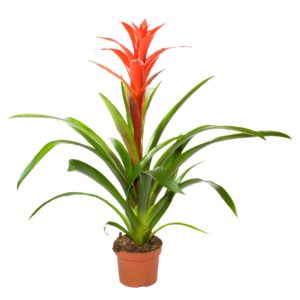 Potted Red Bromeliad