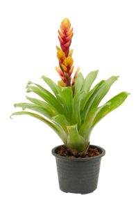 Potted Yellow and Pink Bromeliad