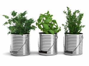 Potted Herbs