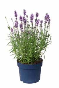 Potted Lavendar