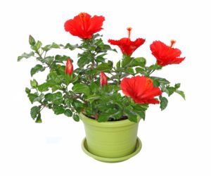 Potted Red Hibiscus