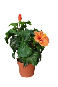 Potted Peach Hibiscus