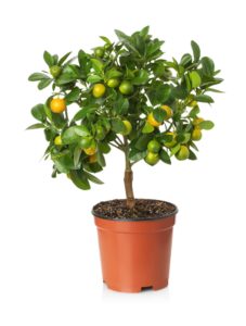 Potted Lemon Tree