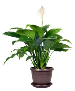 Potted Peace Lily