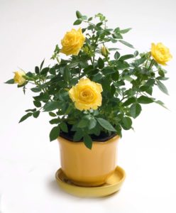 Potted Yellow Rose