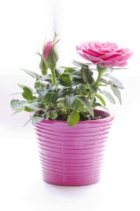 Potted Pink Rose