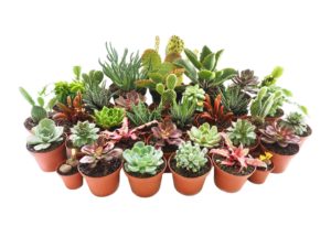 Potted Succulents